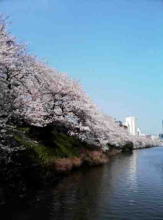 cherry blossoms along Sotobori